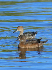 Obraz premium Ducks wigeon and pintail swim together