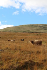 Fototapeta na wymiar longhorn cows