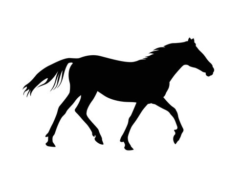 Vector silhouette of running horse