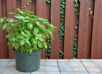 closeup of a basil plant in a planter  on a tiled surface in front of a brick wall