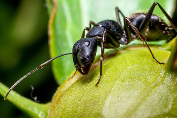 An ant on a peony bud