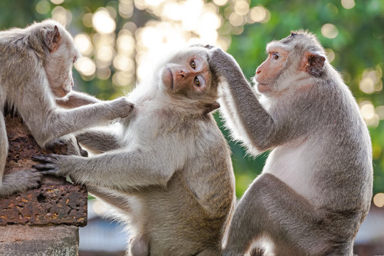 Monkeys checking for fleas and ticks on concrete fence in the park