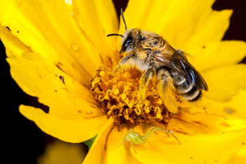 A leaf cutter bee and a crabspider