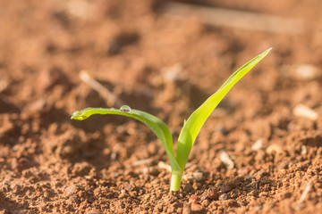 Corn seedling in field