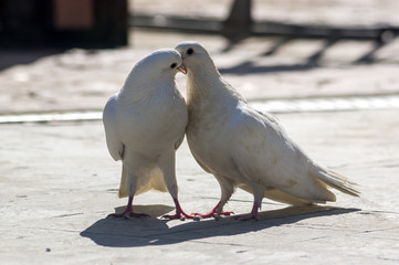 kissing white rock doves