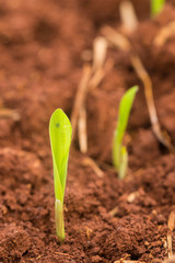 Fototapeta premium Corn seedling emergence in field