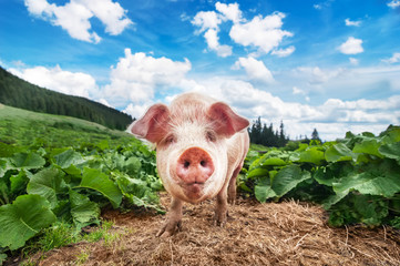 Cute pig grazing at summer meadow at mountains pasturage under blue sky. Organic agriculture...