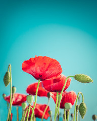 Obraz premium Tle kwiatów w stylu vintage dla karty z pozdrowieniami. Dzikie kwiaty maku na letniej łące