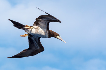 Weißbauchtölpel im Flug