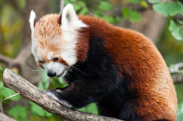 Obraz premium Red Panda, also known as Lesser Panda (Ailurus fulgens)