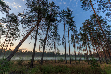 Сосновый бор в тумане © vasilaleksandrov