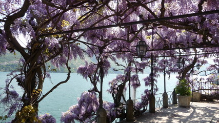 Cadenabbia on the Lake Como