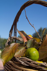 Cesto d'autunno