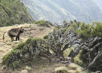 geladas in simien mountains