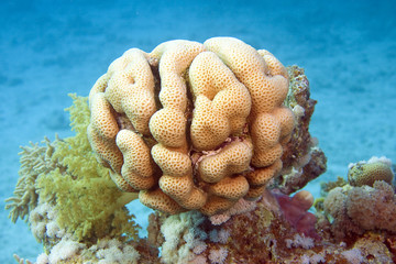 Кораллы 2