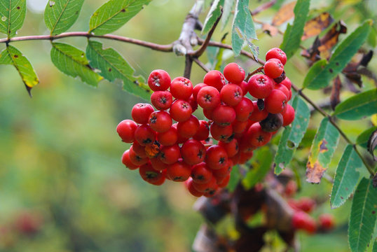 sorbo degli uccellatori (Sorbus aucuparia) ramo con bacche rosse