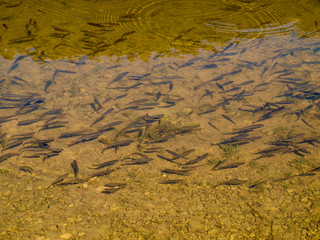 Brisk flock freshwater trout in the shallows of the lake reserve in anticipation of food from visitors