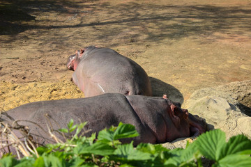 Nilpferde liegen in der Sonne