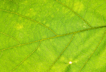 Fototapeta na wymiar Green leaf macro