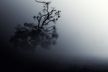 Obraz na płótnie Canvas Spooky Tree Dark Night ./Halloween background.