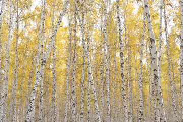 Obraz premium autumn birch forest
