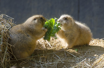 Two prairie dogs eat a green leaf