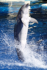 delfin en el agua © fernandezjimenez