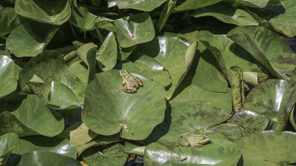 frogs on leaves of water lily on lake
