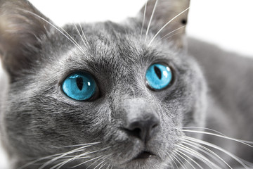gray cat with beautiful blue eyes a white background isolated