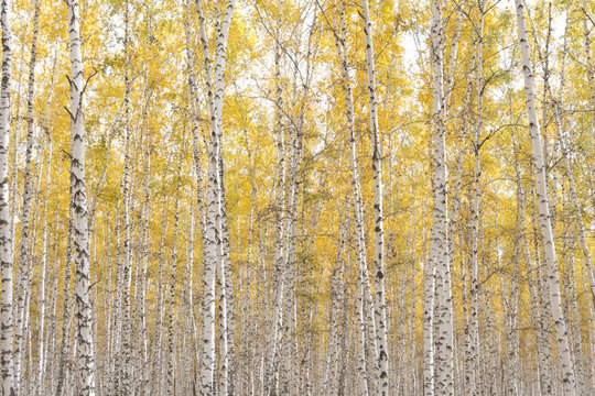 Fototapeta autumn birch forest