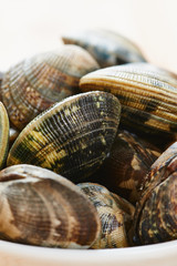 Raw clams in white bowl close up