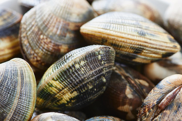 Raw clams close up