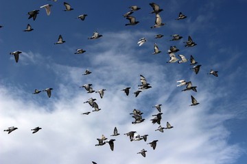Brieftauben am Himmel