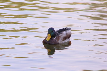 Wild duck in the city pond