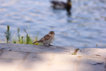Sparrow ashore lake