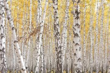 Obraz premium autumn birch forest