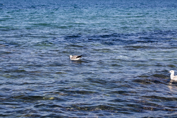 Fototapeta premium Sea