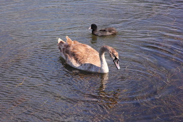  Swan floats in a lake