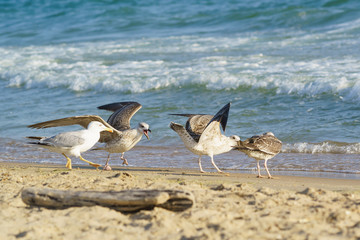 Young gulls (lat. Larus argentatus) on sandy coast