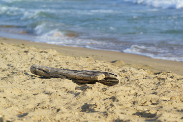 Log on sandy sea shore