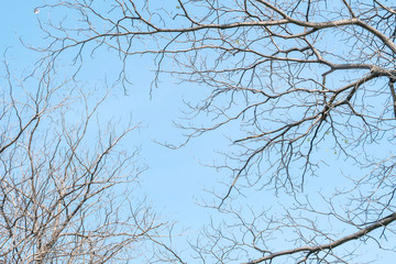 Closeup dried tree in the garden with beautiful clear blue sky textured background with copy space