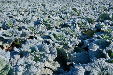 savoy cabbage field
