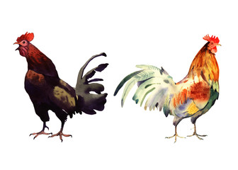 watercolor cock illustration