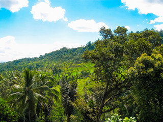 Fototapeta na wymiar Green rice terraces in Bali island, Indonesia