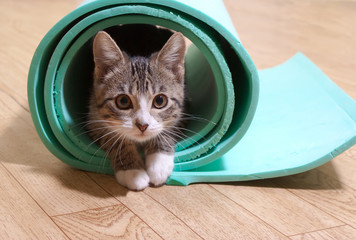 Kitten sitting on a yoga mat.