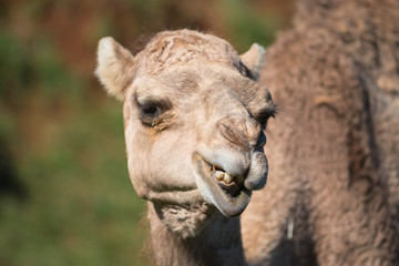 Obraz premium Close up portrait of a Camel