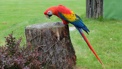 Ara auf dem Baumstumpf © Gabi Schär