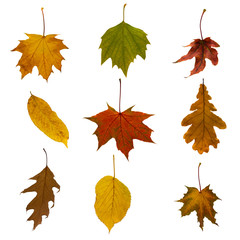 Collection of beautiful, colorful autumn leaves of different types, isolated on white background.