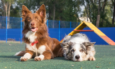 Two purebred dogs (border collies) in the background of the platform for training dogs.