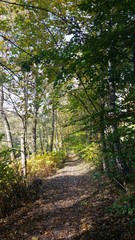 Fototapeta na wymiar Waldweg im bunten Herbst